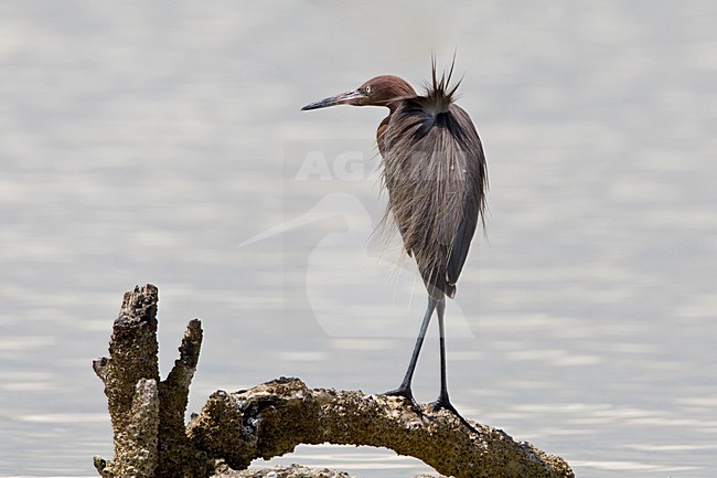 Roodhalsreiger prachtkleed poetsend Mexico, Reddish Egret breedingplumage preening Mexico stock-image by Agami/Wil Leurs,