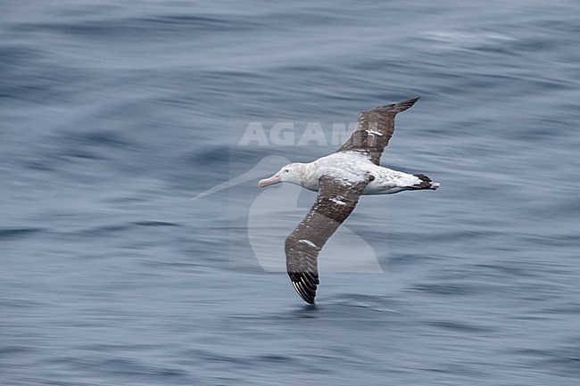 Antipodean albatross (Diomedea antipodensis) flying over the New Zealand subantarctic Pacific Ocean, photographed with slow shutterspeed. stock-image by Agami/Marc Guyt,