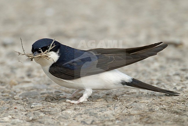 Huiszwaluw verzameld nestmateriaal; Common House Martin collecting nest material stock-image by Agami/Hans Gebuis,