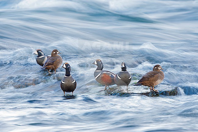 Harlequin Duck (Histrionicus histrionicus), a small flock resting on some rocks, Northeastern Region, Iceland stock-image by Agami/Saverio Gatto,