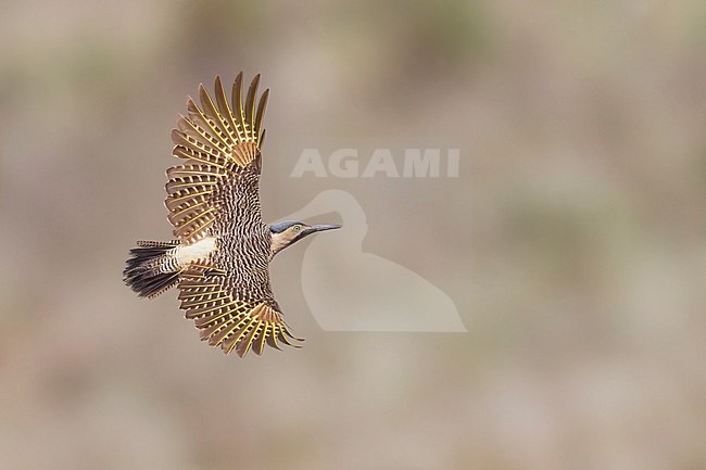 Andean Flicker (Colaptes rupicola) in flight Argentina stock-image by Agami/Dubi Shapiro,