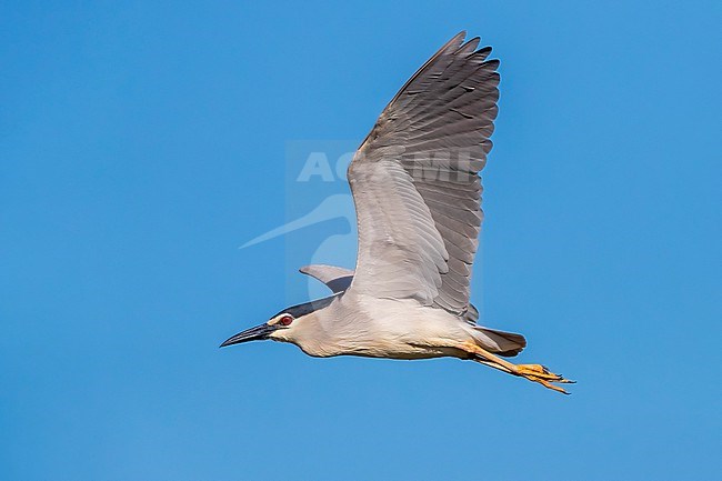 Adult Black-crowned Night-Heron (Nycticorax nycticorax nycticorax) flying over Ural River, Atyrau, Western Kazakshtan. stock-image by Agami/Vincent Legrand,