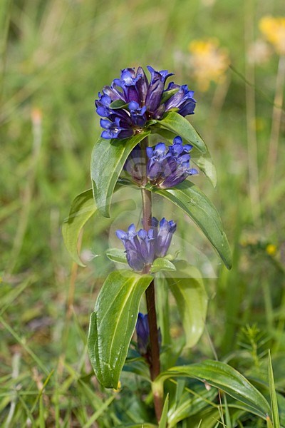 Kruisbladgentiaan in Duitse Alpen; Star gentian in German Alps stock-image by Agami/Arnold Meijer,