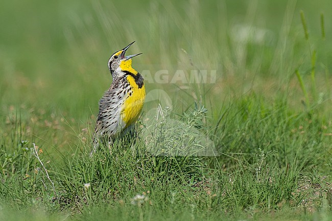 Adult breeding
Weld Co., CO
June 2023 stock-image by Agami/Brian E Small,