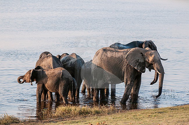 A herd of African elephants, Loxodonta africana, drinking in the Chobe River. Chobe River, Chobe National Park, Botswana. stock-image by Agami/Sergio Pitamitz,