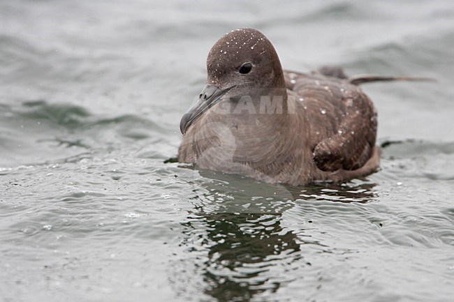 Zwemmende Grauwe Pijlstormvogel; Swimming Sooty Shearwater stock-image by Agami/Martijn Verdoes,