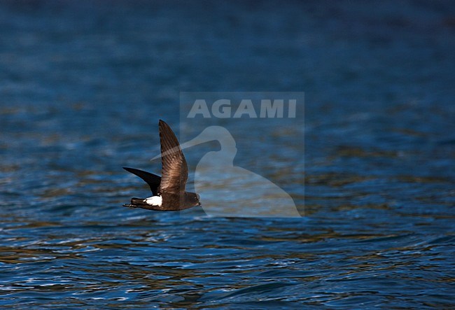 Wilsons Stormvogeltje vliegend; Wilsons Storm-petrel flying stock-image by Agami/Marc Guyt,