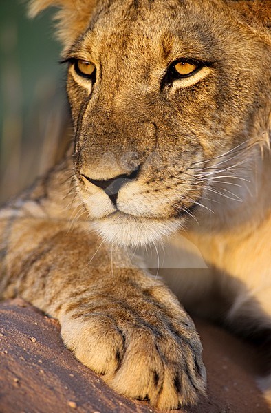 Afrikaanse Leeuw close-up, African Lion close-up stock-image by Agami/Marten van Dijl,