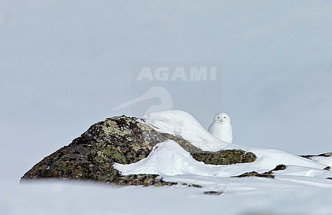 Snowy Owl (Nyctea scandiaca) Utsjoki, Finland. stock-image by Agami/Markus Varesvuo,