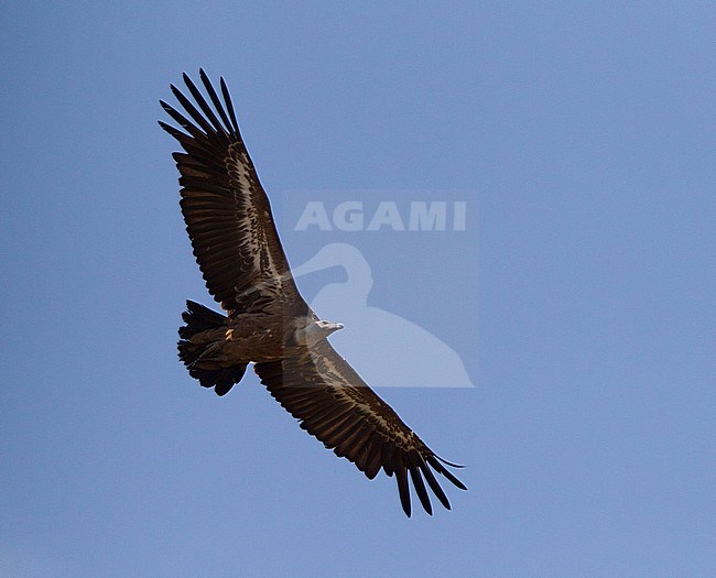 Vale Gier, Griffon Vulture, Gyps fulvus stock-image by Agami/Roy de Haas,