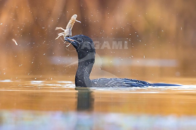 Swimming Pygmy Cormorant, Microcarbo pygmeus, on a lake in Italy. stock-image by Agami/Daniele Occhiato,