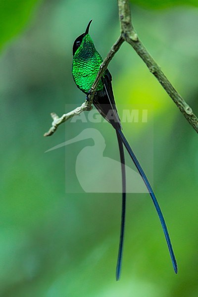 Black-billed Streamertail (Trochilus scitulus) an endemic to Jamiaca, only found on eastern part stock-image by Agami/Dubi Shapiro,