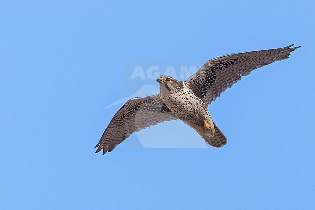 Prairie Falcon (Falco mexicanus) in flight  in USA stock-image by Agami/Dubi Shapiro,