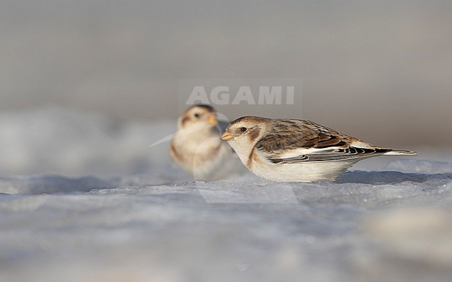 Snow Bunting (Plectrophenax nivalis) two birds perched on ice at a beach near Esbjerg, Denmark stock-image by Agami/Helge Sorensen,