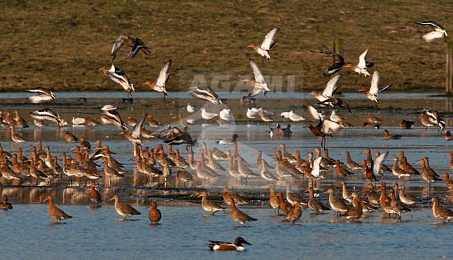 Groep Grutto's rustend op het Landje van Geijsel; Flock of Black-tailed Godwit resting in Dutch meadow stock-image by Agami/Marc Guyt,