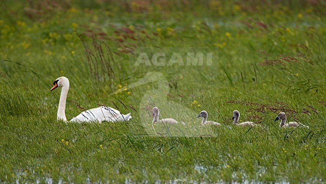 Mute Swan swimming in swamp with young; Knobbelzwaan zwemmend door moeras met jongen stock-image by Agami/Marc Guyt,