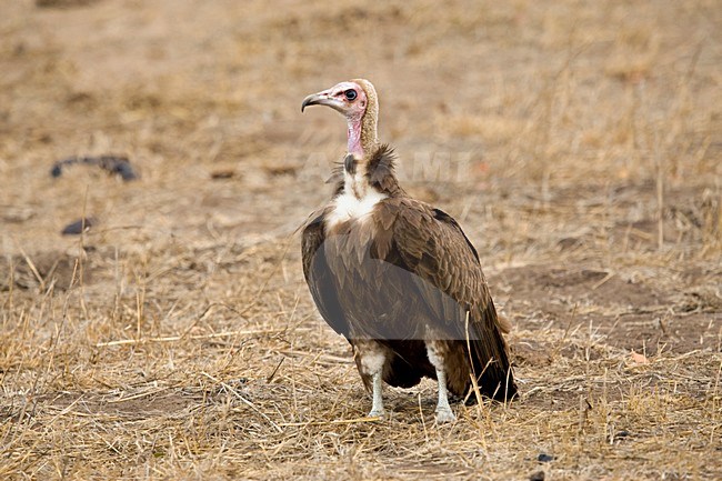Kapgier, Hooded Vulture, Necrosyrtes monachus stock-image by Agami/Marc Guyt,