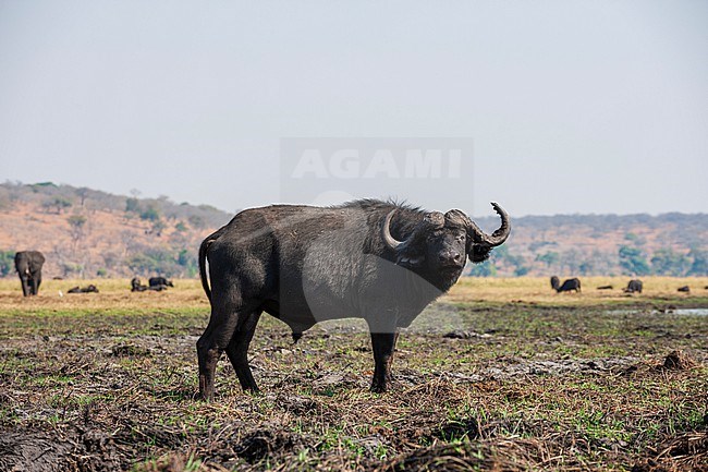 Portrait of an African buffalo, Syncerus caffer. An African elephant, Loxodonta africana, and other buffalo in the distance. Chobe National Park, Botswana. stock-image by Agami/Sergio Pitamitz,