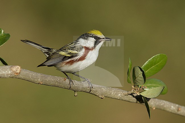 Mannetje Roestflankzanger, Male Chestnut-sided Warbler stock-image by Agami/Brian E Small,