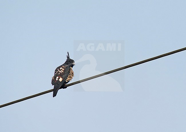 Black baza (Aviceda leuphotes) male perched stock-image by Agami/Pete Morris,