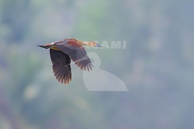 Lesser Whistling Duck, Dendrocygna javanica, in Thailand. stock-image by Agami/Sylvain Reyt,