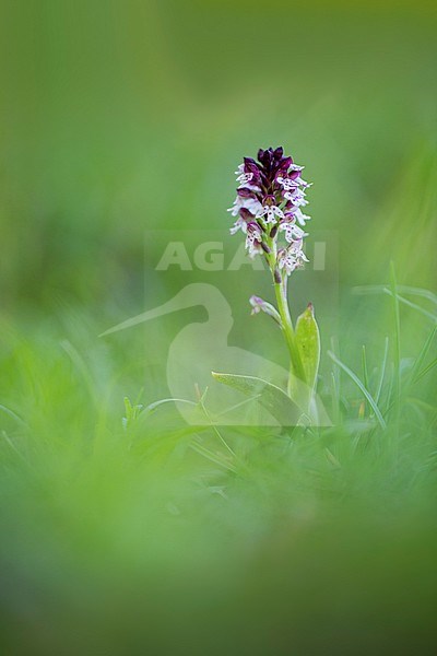 Burnt Orchid, Aangebrande orchis stock-image by Agami/Wil Leurs,