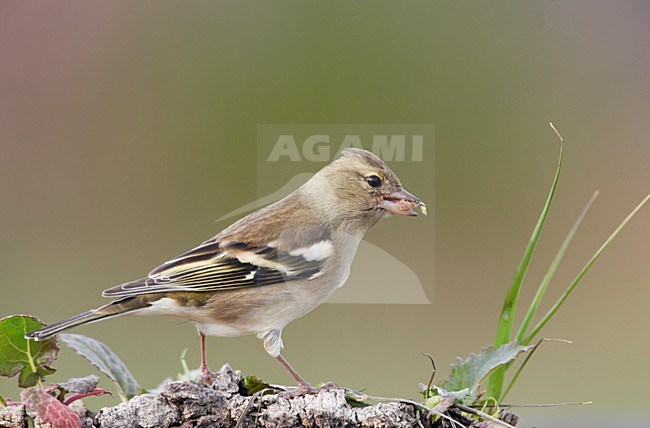 Vrouwtje Vink; Female Common Chaffinch stock-image by Agami/Markus Varesvuo,