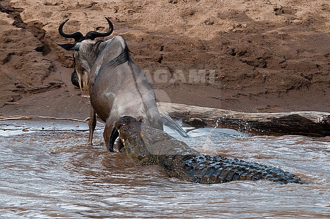 A Nile crocodile, Crocodilus niloticus, attacking a wildebeest, Connochaetes taurinus, crossing the Mara River. Mara River, Masai Mara National Reserve, Kenya. stock-image by Agami/Sergio Pitamitz,