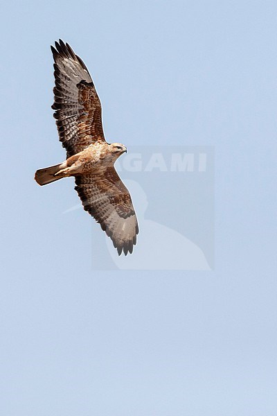 Steppe Buzzard (Buteo buteo vulpinus) on migration over the Eilat Mountains, near Eilat, Israel stock-image by Agami/Marc Guyt,