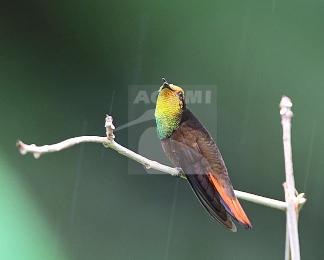 Rode Kolibrie zittend op tak tijdens regenbui Tobago, Ruby topaz Hummingbird perched on branch during rainshower Tobago stock-image by Agami/Wil Leurs,