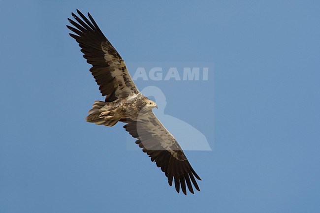 Onvolwassen Aasgier in vlucht; Immature Egyptian Vulture in flight stock-image by Agami/Daniele Occhiato,