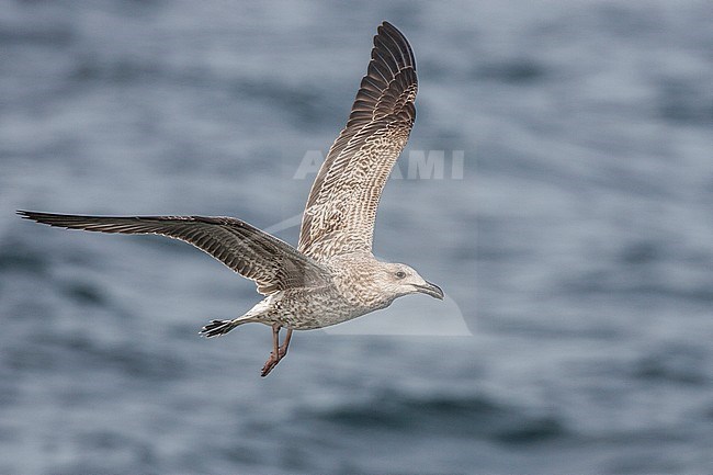 Onvolwassen Kleine Mantelmeeuw vliegend; Lesser black-backed Gull immature in flight stock-image by Agami/Menno van Duijn,