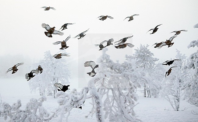 Korhoenders in de vlucht; Black Grouse in flight stock-image by Agami/Markus Varesvuo,