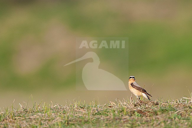 Adult male Northern Wheatear (Oenanthe oenanthe) in dunes of Katwijk in the Netherlands. Standing on top of dune looking in to the camera. stock-image by Agami/Marc Guyt,