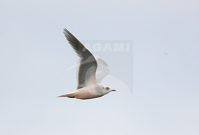 Ross' Meeuw, Ross's Gull, Rhodostethia rosea stock-image by Agami/Hugh Harrop,