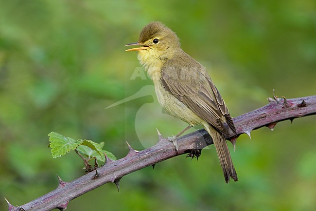 Orpheusspotvogel op takje; Melodious Warbler on twig stock-image by Agami/Daniele Occhiato,