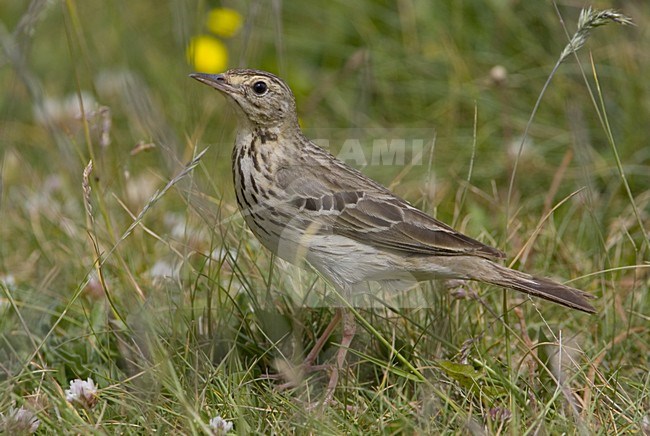 Tree Pipit standing on the ground; Boompieper staand op de grond stock-image by Agami/Daniele Occhiato,