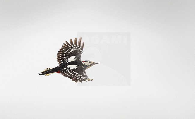 Great Spotted Woodpecker (Dendrocopos major) migrating over the Netherlands. In flight seen from the side. Flying against a white sky as a background. stock-image by Agami/Hans Gebuis,
