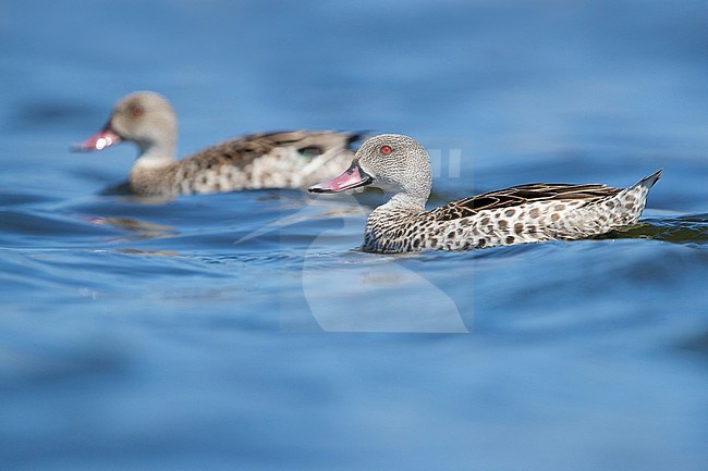 Cape Teal (Anas capensis), side view of an adult male swimming in the water, Western Cape, South Africa stock-image by Agami/Saverio Gatto,