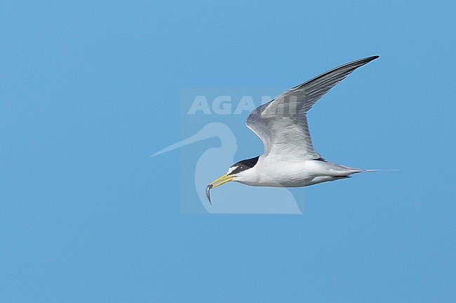 Adult Least Tern (Sternula antillarum) in summer plumage flying against blue sky in Galveston County, Texas, USA. stock-image by Agami/Brian E Small,