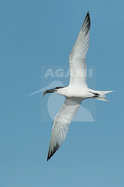 Adult Cabot's Tern (Thalasseus acuflavidus) in flight against a blue sky as background in Galveston County, Texas, USA. stock-image by Agami/Brian E Small,