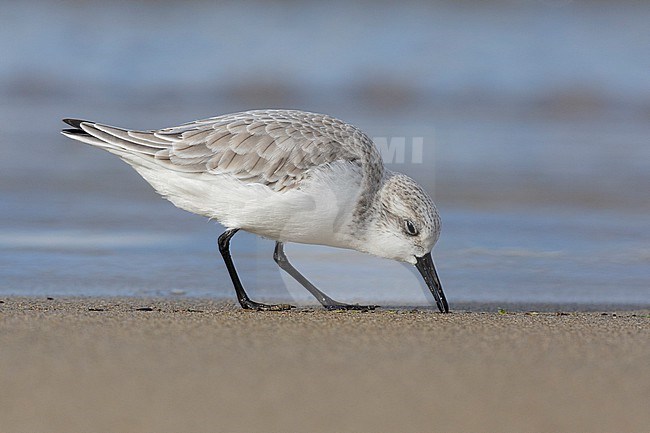 Sanderling (Calidris alba), side view of an adult in winter plumage picking up some food, Campania, Italy stock-image by Agami/Saverio Gatto,