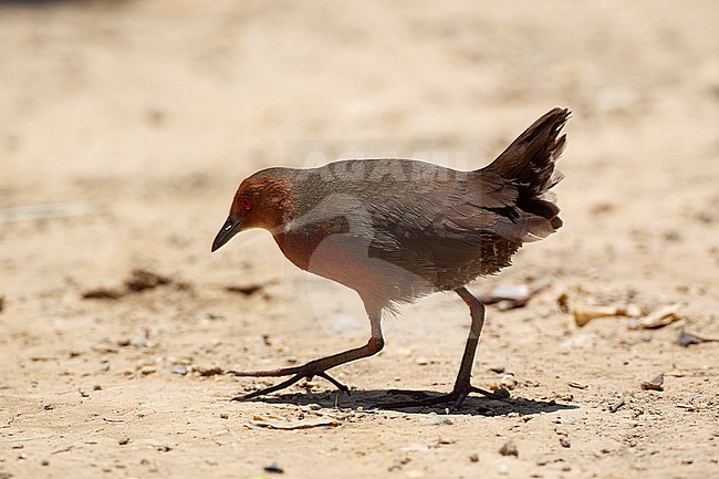 Ruddy-breasted Crake (Zapornia fusca) walking on ground at Laem Pak Bia, Thailand stock-image by Agami/Helge Sorensen,