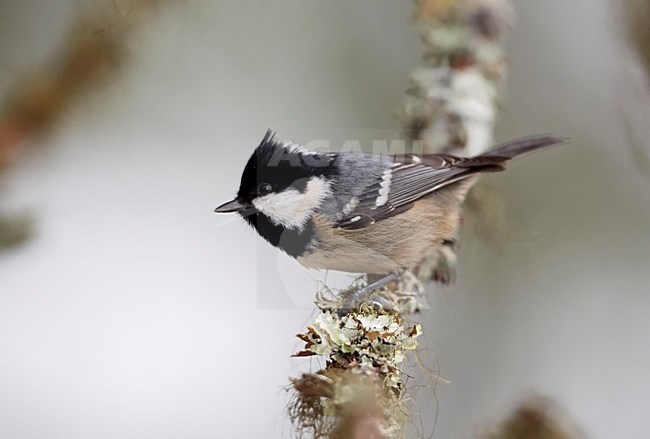 Zwarte Mees zittend op tak; Coal Tit perched on branch stock-image by Agami/Markus Varesvuo,