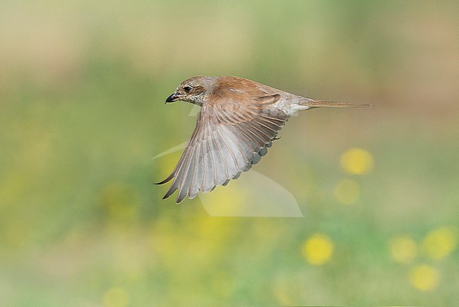 Flying female Red-backed Shrike (Lanius collurio) stock-image by Agami/Alain Ghignone,