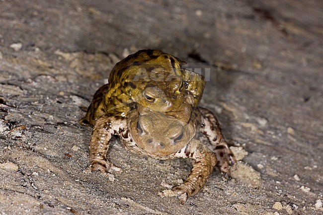 Gewone Pad; Common Toad stock-image by Agami/Theo Douma,