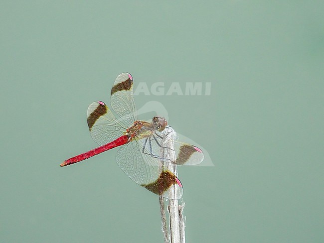 Male Banded darter (Sympetrum pedemontanum) perched on a dry stalk in Beaucaire, with a green background, Southern France. stock-image by Agami/Sylvain Reyt,