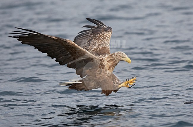 Zeearend, White-tailed Eagle, Haliaeetus albicilla stock-image by Agami/Jari Peltomäki,