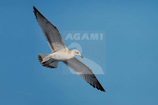 Juveniele Zwartkopmeeuw in vlucht; Juvenile Mediterranean Gull in flight stock-image by Agami/Daniele Occhiato,