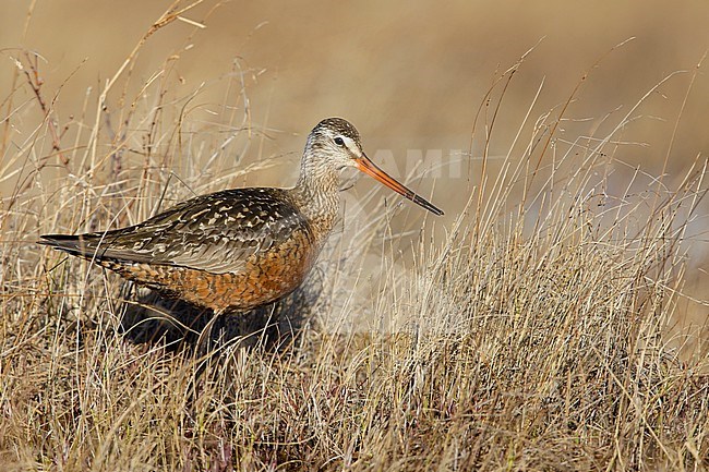 Adult male Hudsonian Godwit (Limosa haemastica) in breeding plumage walking through tall grass in the arctic tundra near Churchill, Manitoba in Canada. stock-image by Agami/Brian E Small,